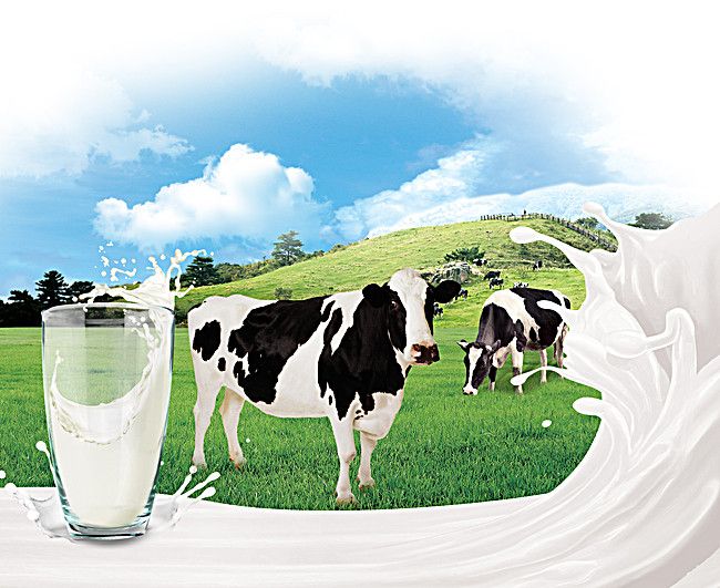 Fresh Organic Cow Milk - Local Full Fat - untouched